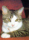 CAT KITTY Animals Vintage Postcard CPSM #PAM547.GB - Gatti