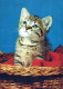 CAT KITTY Animals Vintage Postcard CPSM #PAM111.GB - Katzen