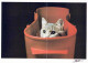 CAT KITTY Animals Vintage Postcard CPSM Unposted #PAM359.GB - Cats