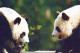 PANDA NASCERE Animale Vintage Cartolina CPSM #PBS098.IT - Bears