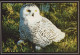UCCELLO Animale Vintage Cartolina CPSM #PBR619.IT - Vögel