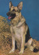 CANE Animale Vintage Cartolina CPSM #PBQ581.IT - Honden