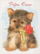CANE Animale Vintage Cartolina CPSM #PBQ377.IT - Dogs