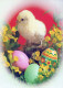 PASQUA POLLO UOVO Vintage Cartolina CPSM #PBP172.IT - Easter