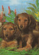 CANE Animale Vintage Cartolina CPSM #PAN554.IT - Cani