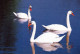 UCCELLO Animale Vintage Cartolina CPSM #PAM681.IT - Birds
