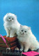 GATTO KITTY Animale Vintage Cartolina CPSM #PAM299.IT - Katten
