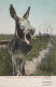 DONKEY Animals Vintage Antique Old CPA Postcard #PAA155.GB - Ezels