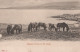 ASINO Animale Vintage CPA Cartolina #PAA323.IT - Donkeys