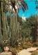 Fleurs - Plantes - Cactus - Maroc - Marrakech - Jardin Exotique Du Peintre Majorelle - CPM - Voir Scans Recto-Verso - Cactussen