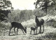 Animaux - Cervidés - Vaujours - Domaine Veauvy Le 13 Aout 1964 - Cef Biche Et Faon - Mention Photographie Véritable - Ca - Otros & Sin Clasificación