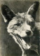 Animaux - Renards - Fox - Carte Dentelée - CPSM Grand Format - Voir Scans Recto-Verso - Other & Unclassified