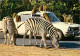 Animaux - Zèbres - Safari Parc De Peaugres - Singes En Liberté - Automobiles - CPM - Carte Neuve - Voir Scans Recto-Vers - Zèbres