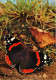 Animaux - Papillons - Admiral - Vanessa Atalanta Atalanta L - Red Admiral - Vulcain - Nummervlinder Of Schoenmaker - CPM - Vlinders