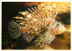 Animaux - Poissons - Aquarium De La Rochelle - Rascasse Volante - Lion Fish - Carte Neuve - CPM - Voir Scans Recto-Verso - Poissons Et Crustacés