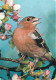 Animaux - Oiseaux - Pinson Ordinaire - CPM - Voir Scans Recto-Verso - Birds
