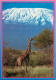 Animaux - Girafes - African Wildlife - Kilimanjaro With Masai Giraffe - Voir Timbre Du Kenya - CPM - Voir Scans Recto-Ve - Girafes