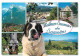 Animaux - Chiens - Saint Bernard - Samoens - Multivues - CPM - Voir Scans Recto-Verso - Cani