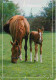 Animaux - Chevaux - Normandie - Jument Et Son Poulain - Chevaux En Pature - Etat Pli Visible - CPM - Voir Scans Recto-Ve - Chevaux