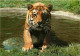 Animaux - Fauves - Tigre - Parc De Saint-Vrain - Zoo - CPM - Voir Scans Recto-Verso - Tijgers