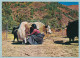 Sherpa Girl And Yak - Nepal