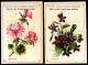 (Lot De 2) CHROMO "GRANDS MAGASINS DU PAUVRE DIABLE" 59 LILLE Nord - Fleurs Violette + Géranium - Autres & Non Classés