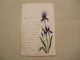 Carte Postale Ancienne FLEUR Iris - Fiori