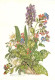 Fleurs - Lungenkraut - Knabenkraut - Buschwindroschen - Illustration - Carte Dentelée - CPSM Grand Format - Carte Neuve  - Flowers