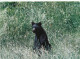 Animaux - Ours - Black Bear - Bear - CPM - Voir Scans Recto-Verso - Beren