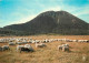 Animaux - Moutons - Auvergne - Le Puy De Dôme - CPM - Voir Scans Recto-Verso - Altri & Non Classificati