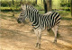Animaux - Zèbres - Parc Zoologique De Plaisance Du Touch - Zoo - CPM - Carte Neuve - Voir Scans Recto-Verso - Zebra's