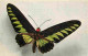 Animaux - Papillons - Ornithoptera Brookeana - Carte édité Par Le Comité National De L'enfance - Numéro 3 - Carte Neuve  - Papillons