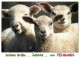 Animaux - Moutons - Agneaux - CPM - Voir Scans Recto-Verso - Autres & Non Classés