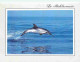 Animaux - Dauphins - CPM - Voir Scans Recto-Verso - Dauphins