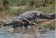 GABON. (ENVOYE DU). FAUNE AFRICAINE. CROCODILE . + TEXTE + TIMBRE ANNEE 1974 .CAP ESTERIAS - Gabon