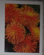 Petit Calendrier De Poche 2004 Fleurs Dalhias - Châteaubriant Loire Atlantique - Small : 2001-...