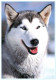 CHIEN  De TRAINEAU  ( HUSKY )  ( 21604) - Hunde