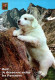 CHIEN  Chiots Des Pyrénées  " Ouf,  Je Découvre Enfin  Les Pyrénées  "     ( 21605) - Hunde