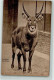 39150508 - Antilope Im Zoo AK - Other & Unclassified