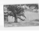 SAN SALVADOUR : Le Palmier De La Grande Terrasse - état - Other & Unclassified