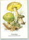 39806509 - Ziegenlippe Und Insekten Zeichnung Von Gerhard Schmidt  Planet Verlag - Autres & Non Classés