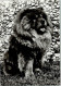 10143009 - Chow Chow Chow Chow - Chiens