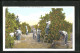 AK New Orleans, LA., Picking Oranges, Landwirtschaft, Orangenernte  - Cultivation