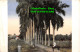 R347496 Palm Tree. A Man On A Horse. H. Wimmer. Limon. C. R - World