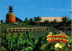 14-5-2024 (5 Z 1) Australia  (not Posted) QLD - Big Pineapple Plantation And Train - Trains