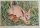 Kenya - Caracal Cat , Stamp Used Air Mail 1977 - Kenia