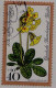 Berlin Poste Obl Yv:535/538 Bienfaisance Fleurs Des Forêts (Thème) - Sonstige & Ohne Zuordnung