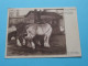 NATIE PAARDEN - Chevaux Des Narions à ANVERS Te ANTWERPEN > Creytens Julien ( Edit.:  ) Anno 19?? ( Zie/voir SCANS ! - Antwerpen