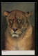 Künstler-AK Ansicht Löwin Mit Grimmigem Ausdruck  - Tigri
