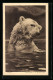 AK Eisbär Im Wasser, Portrait  - Bären